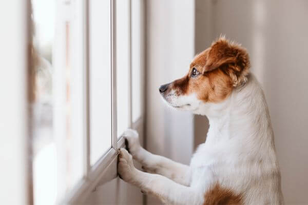 Separation Anxiety in Pets: How to Manage this Disorder